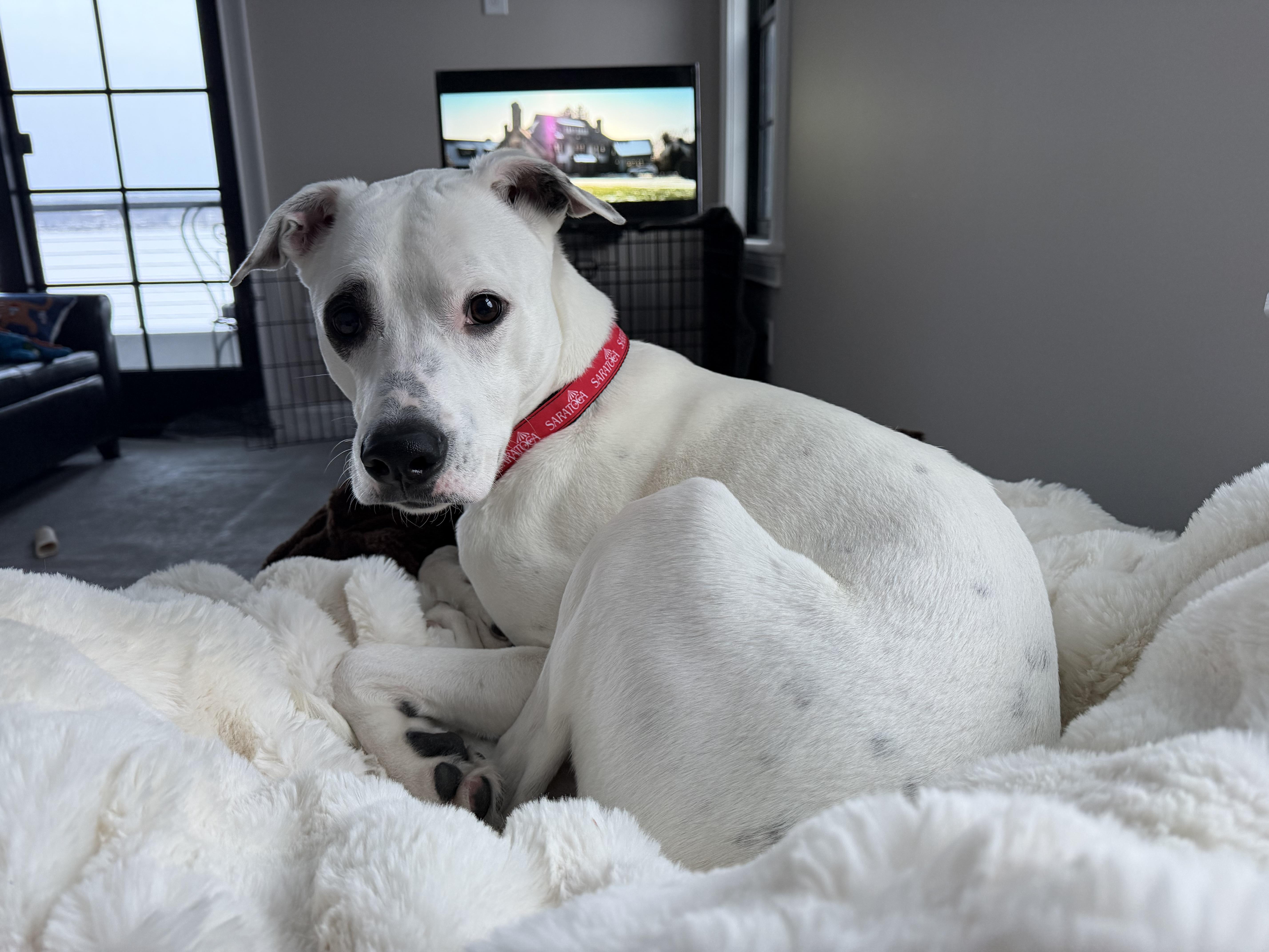 Rocky, a ADOPTABLE mixed breed in Saratoga Springs, NY image 2/6