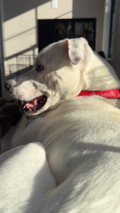 Enlarge Rocky, a ADOPTABLE mixed breed in Saratoga Springs, NY video 4/6