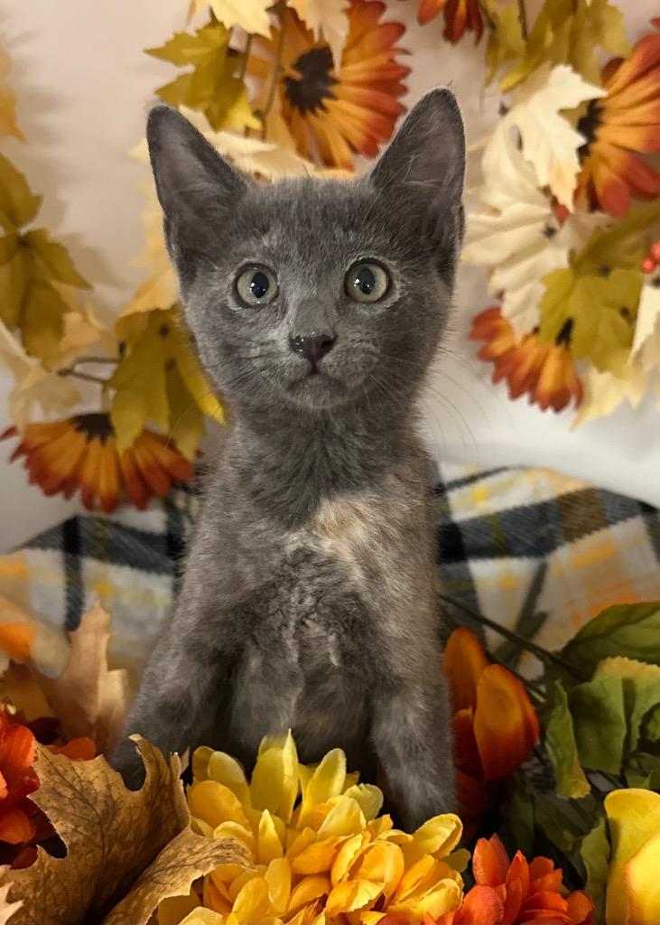 Enlarge 8/25/25 - Tibbles, a Adoptable mixed breed in Stillwater, OK image 1/1