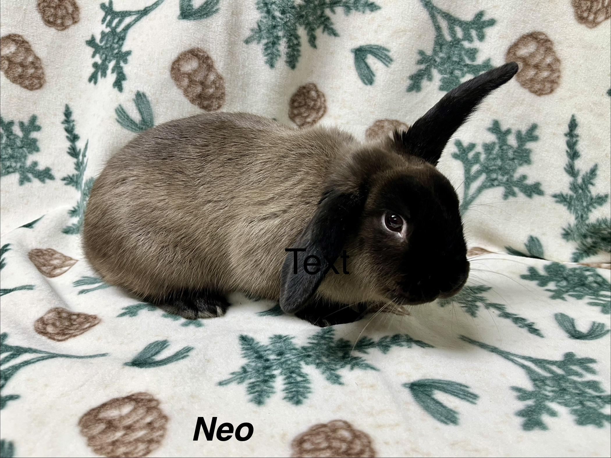 Enlarge Neo, a ADOPTABLE Bunny Rabbit in Harrisburg, PA image 1/1