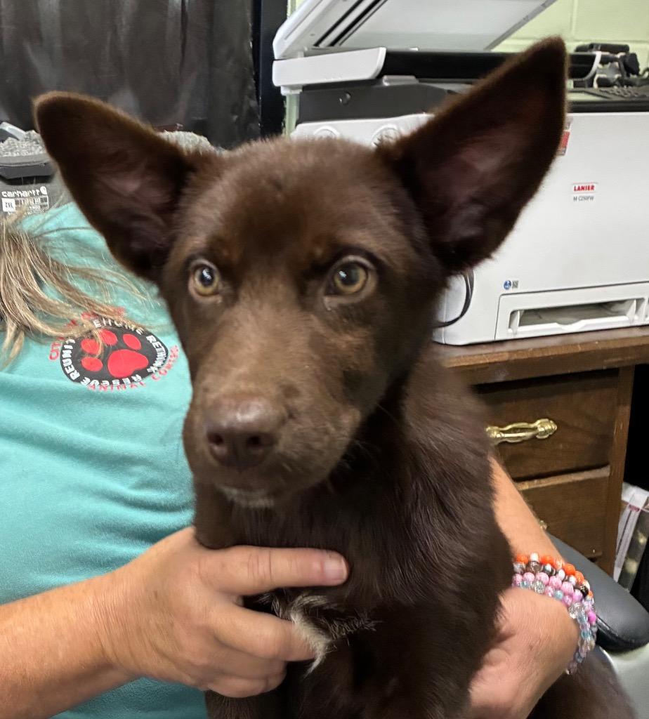 Hershey, Adoptable, Puppy Female Shepherd.