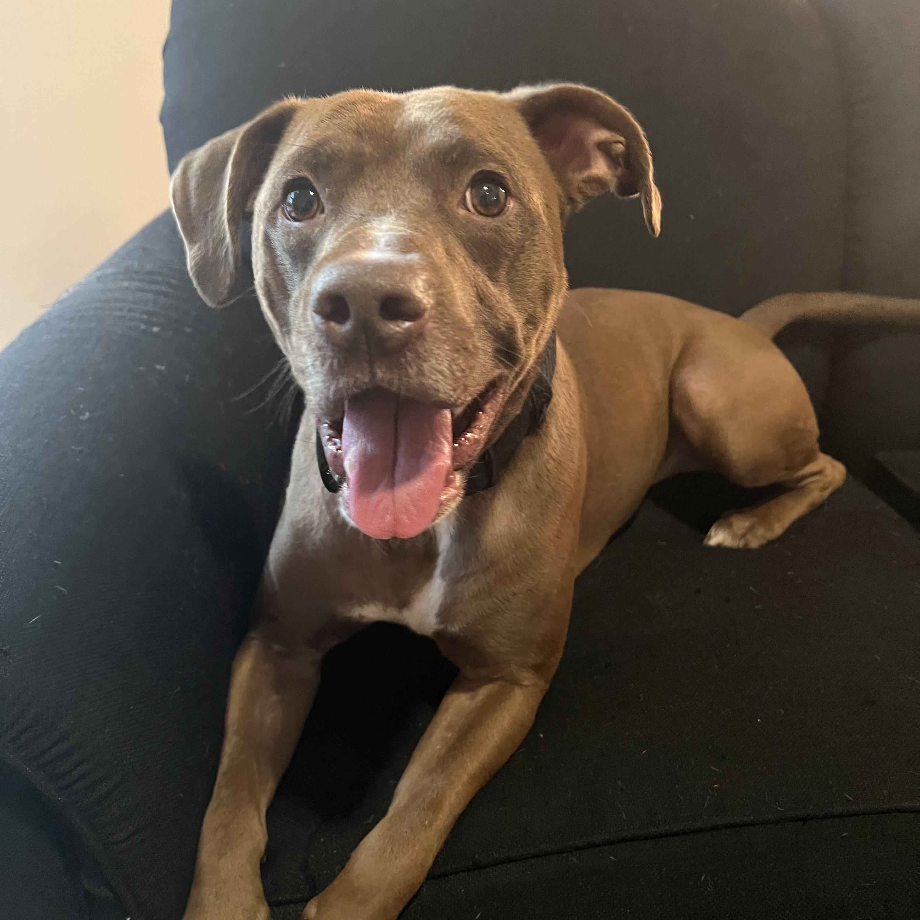 Bean, Adoptable, Young Male Chocolate Labrador Retriever & American Staffordshire Terrier.