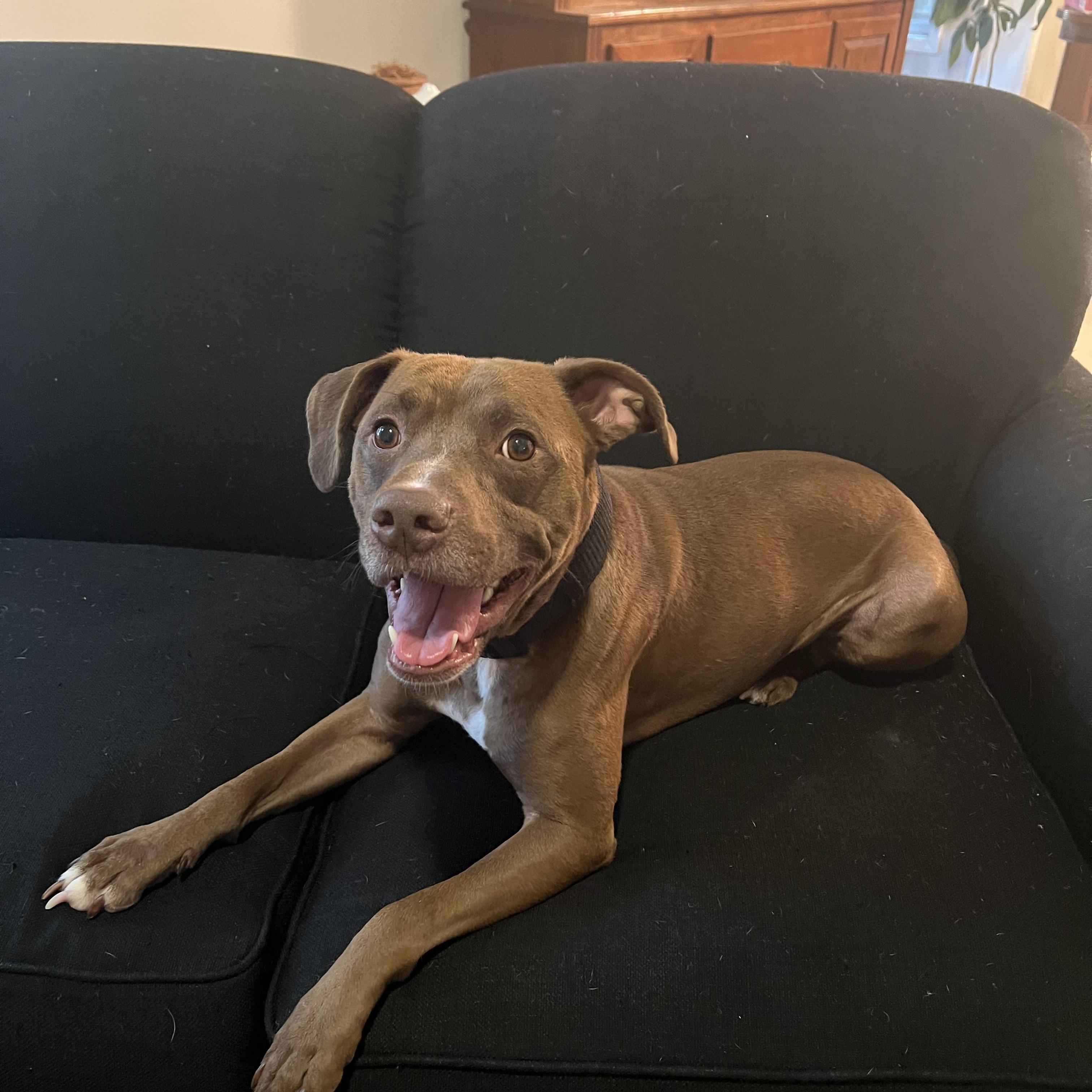 Bean, a Adoptable mixed breed in Sherman, CT image 2/5