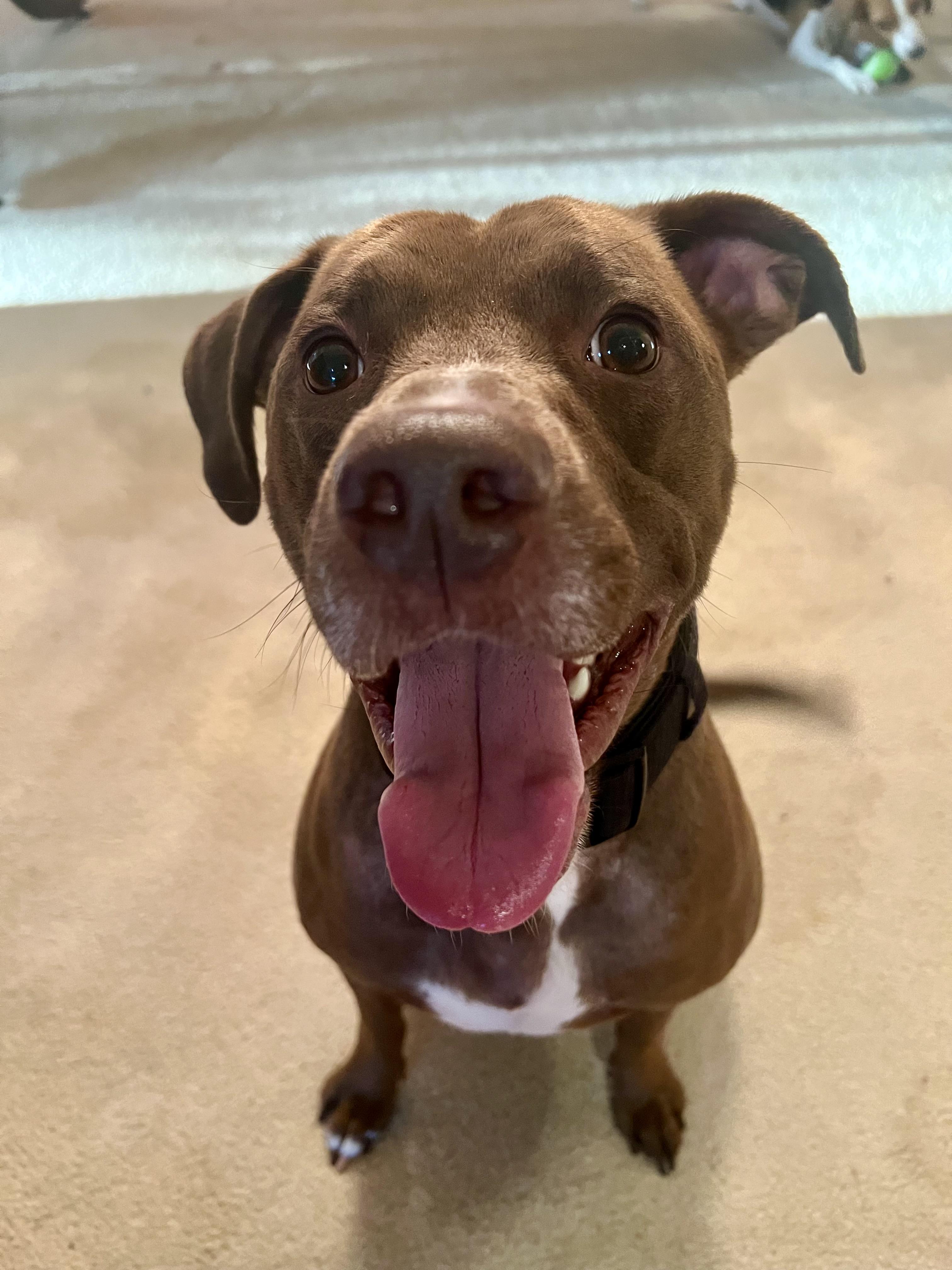 Bean, a Adoptable mixed breed in Sherman, CT image 5/5