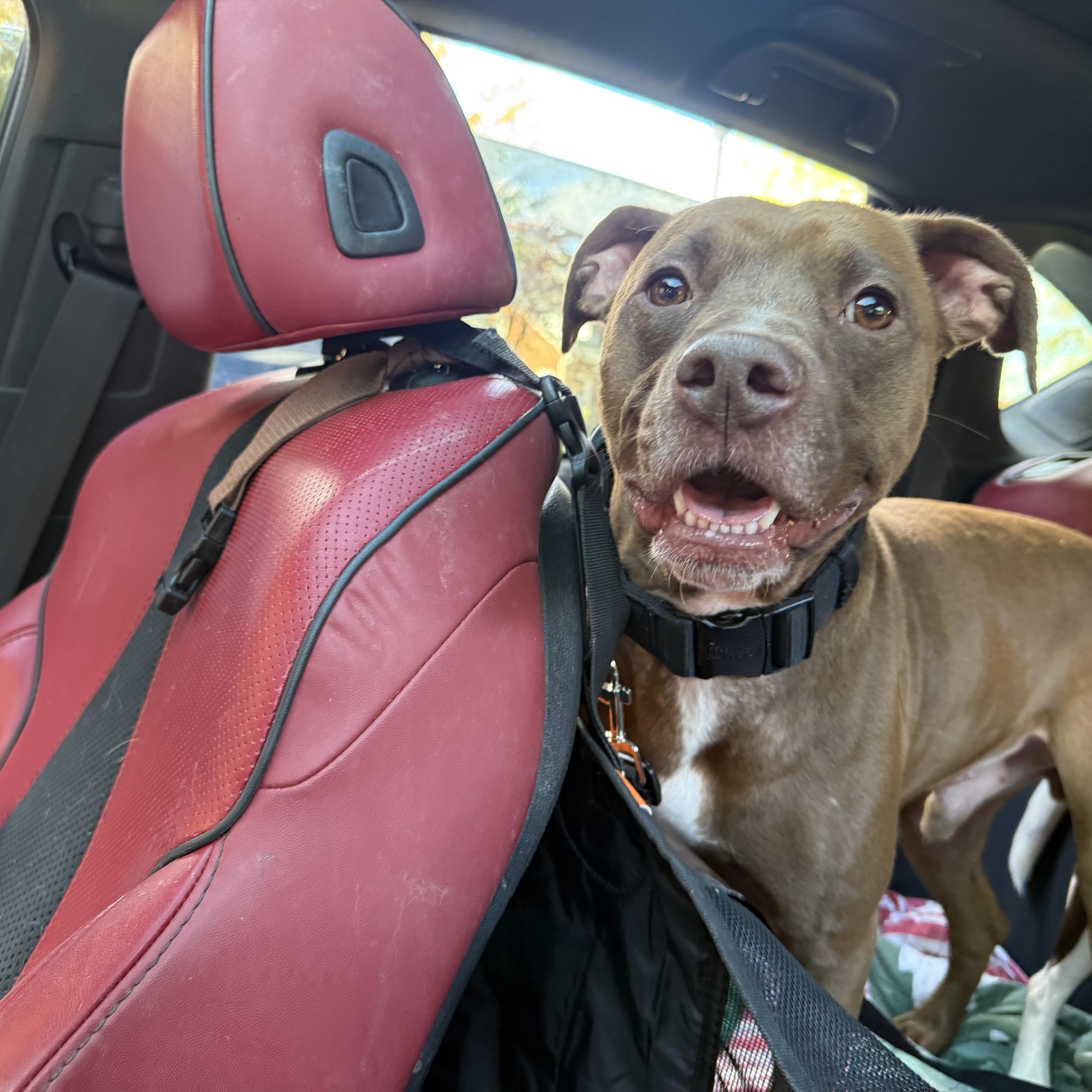 Bean, a Adoptable mixed breed in Sherman, CT image 3/5