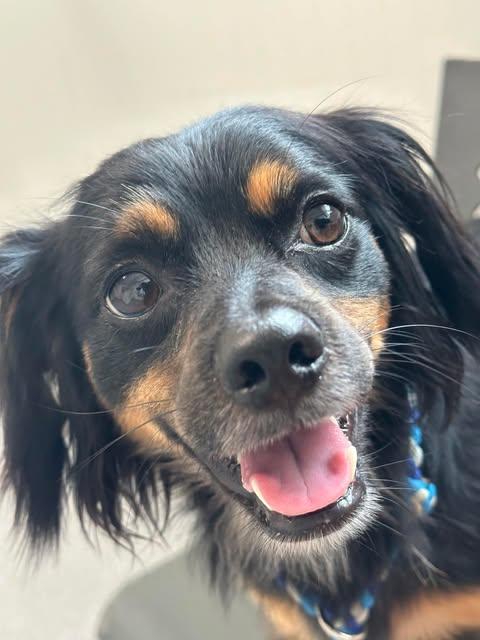 Pepe, adopted, Adult Male Cavalier King Charles Spaniel & Chihuahua.
