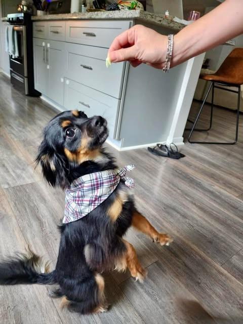 Enlarge Pepe, an adopted mixed breed in Houston, TX image 2/6