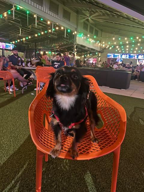 Enlarge Pepe, an adopted mixed breed in Houston, TX image 6/6