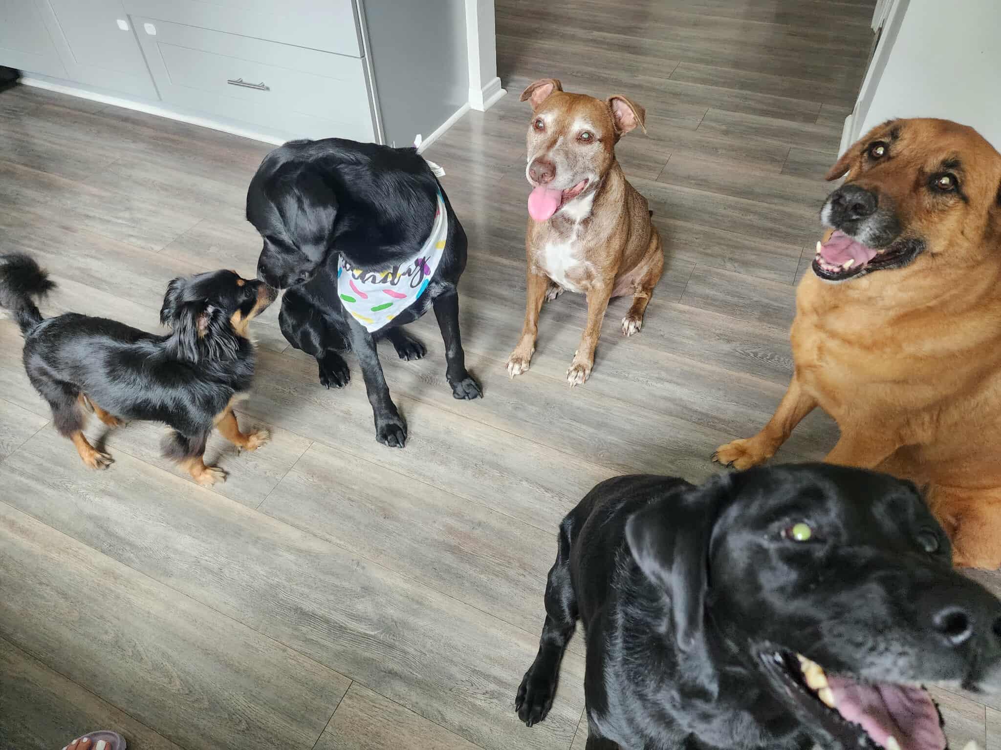 Enlarge Pepe, an adopted mixed breed in Houston, TX image 4/6