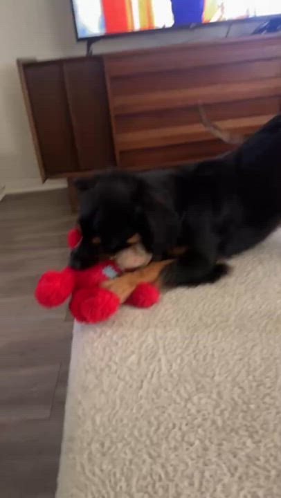 Enlarge Pepe, an adopted mixed breed in Houston, TX video 3/6