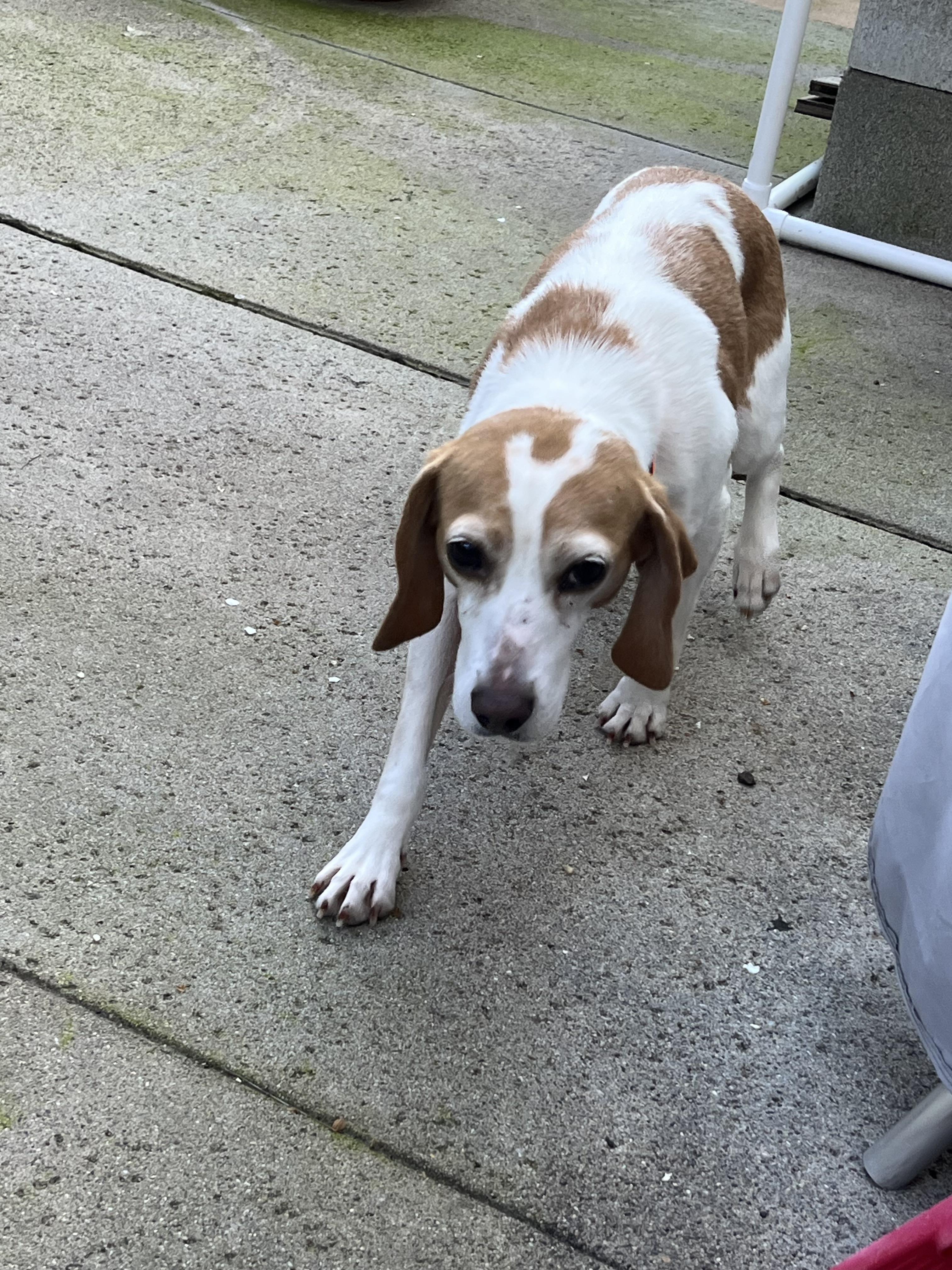 Enlarge Pink, a ADOPTABLE Beagle in Anaheim, CA image 2/2