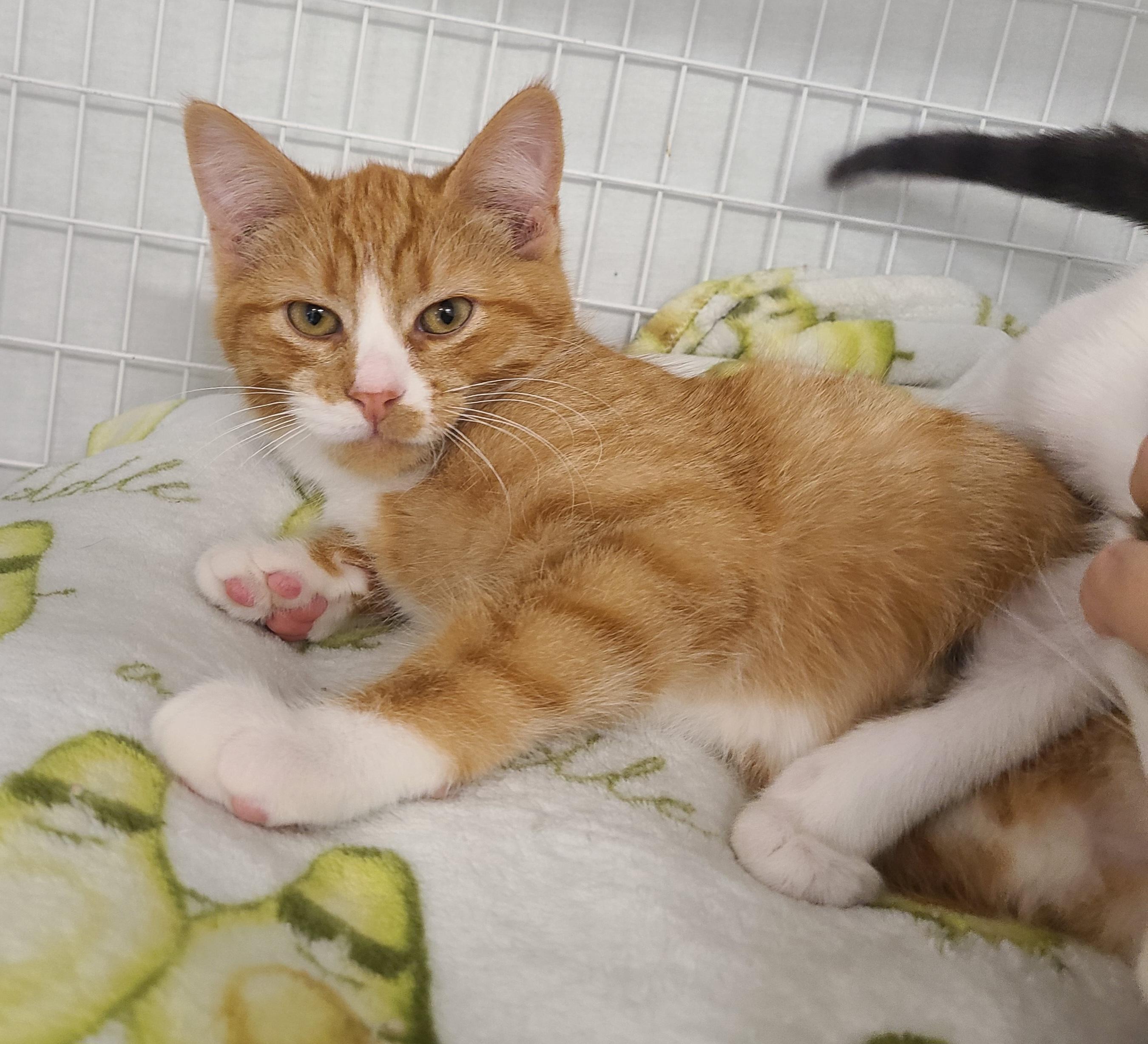 Boots, Cheeto, Pickled and Tippy, adoptable, Kitten Male Domestic Short Hair.
