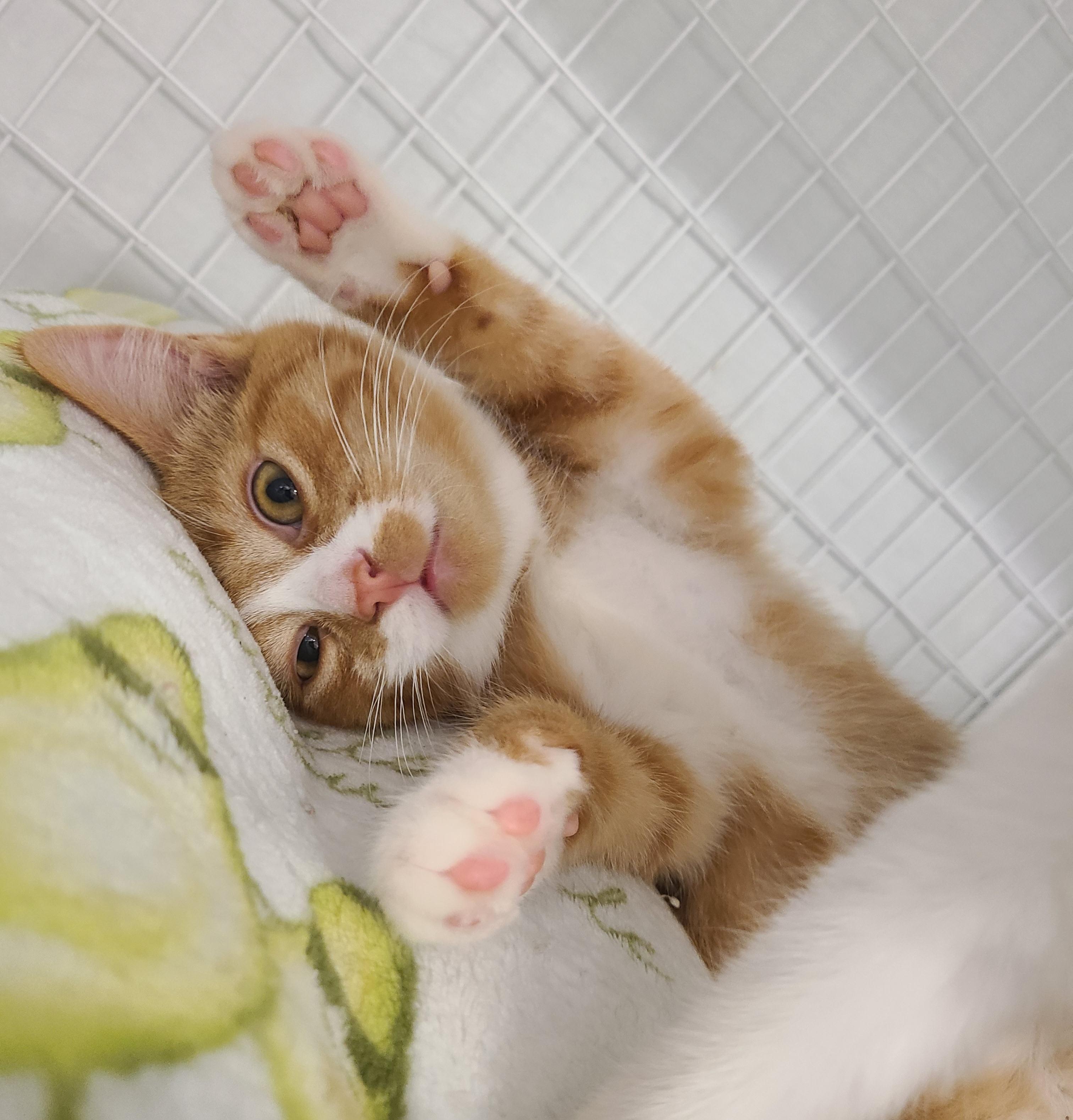 Enlarge Boots, Cheeto, Pickled and Tippy, an adoptable Domestic Short Hair in Kirkland, WA image 2/6