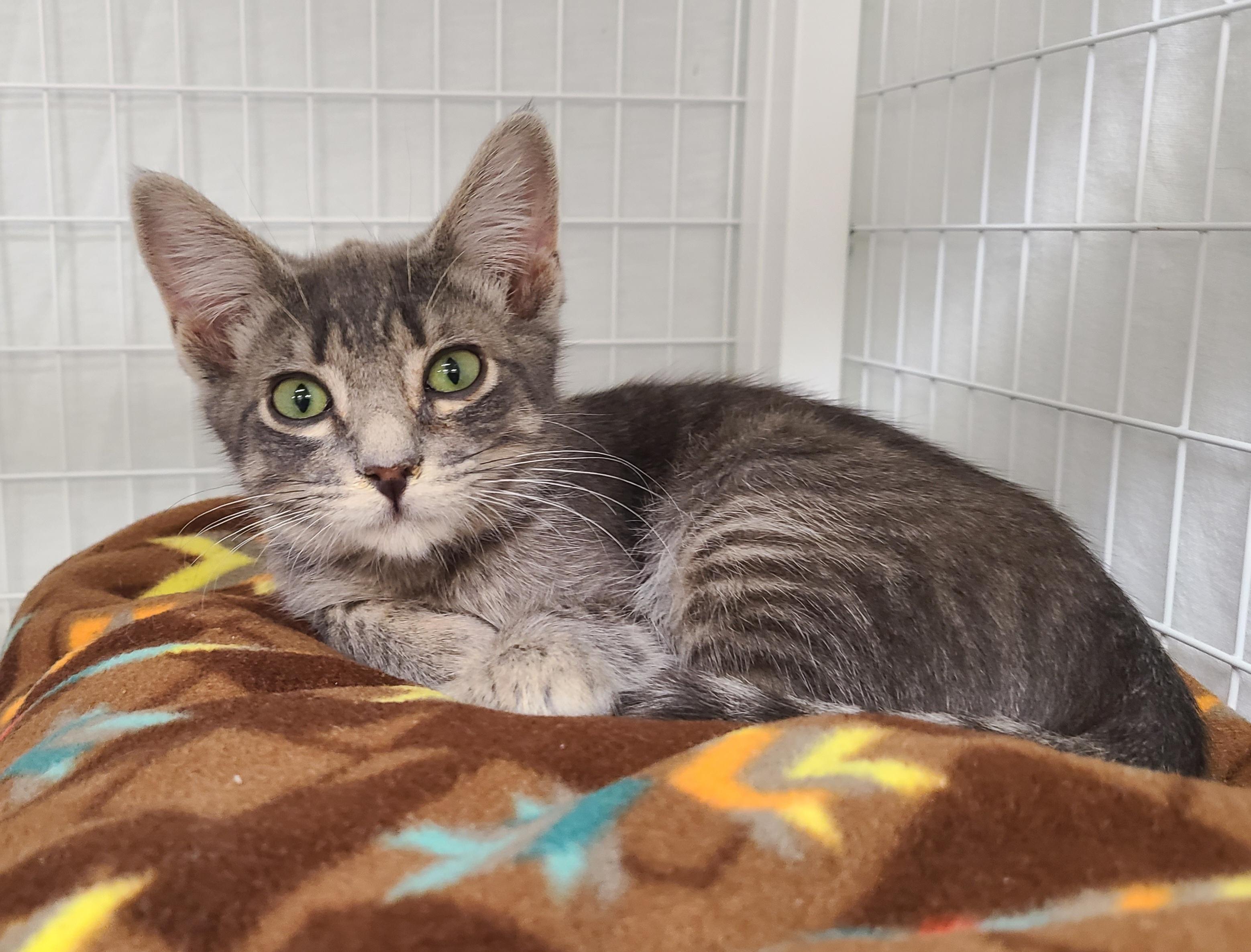 Enlarge Boots, Cheeto, Pickled and Tippy, an adoptable Domestic Short Hair in Kirkland, WA image 3/6