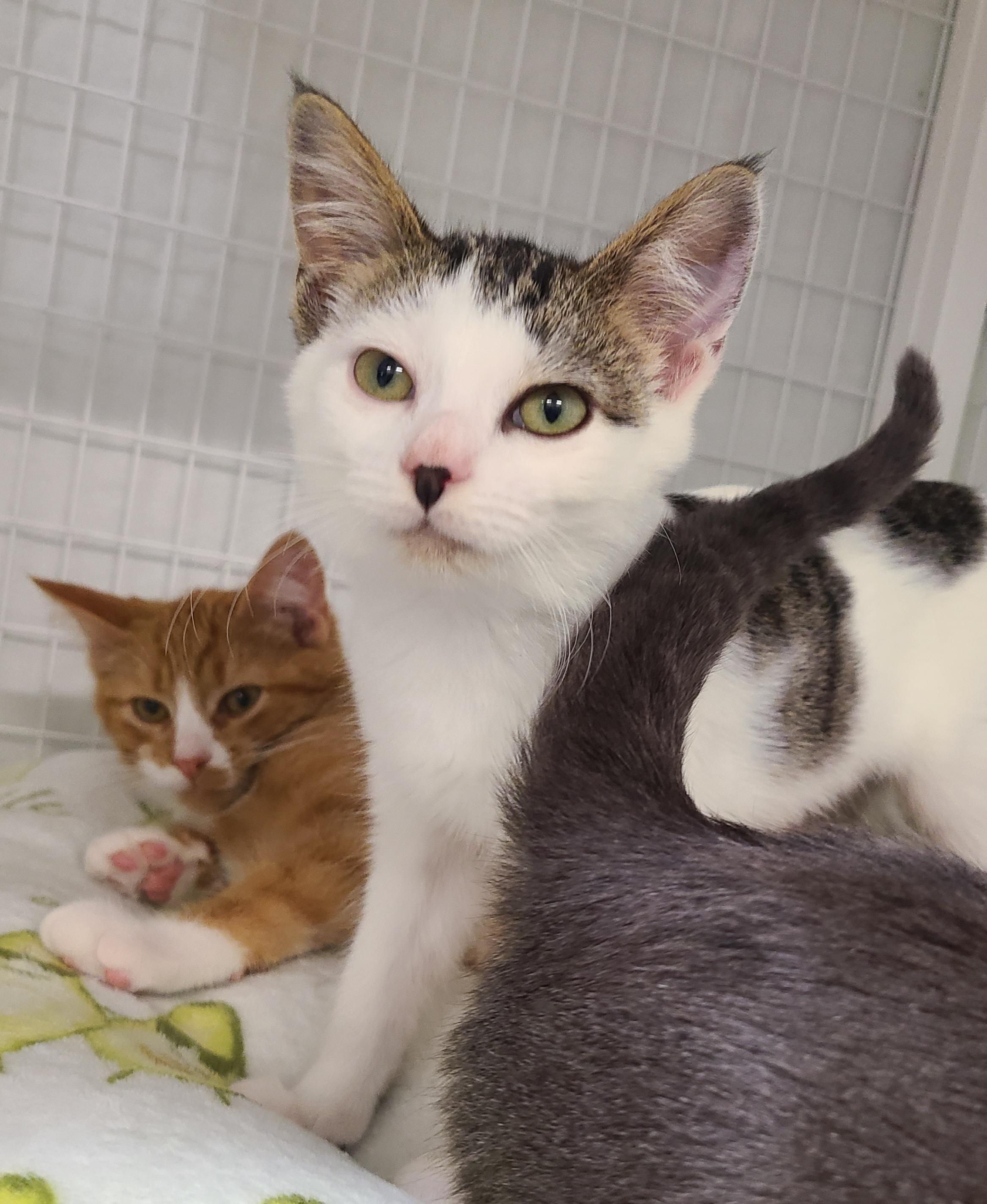 Enlarge Boots, Cheeto, Pickled and Tippy, an adoptable Domestic Short Hair in Kirkland, WA image 4/6