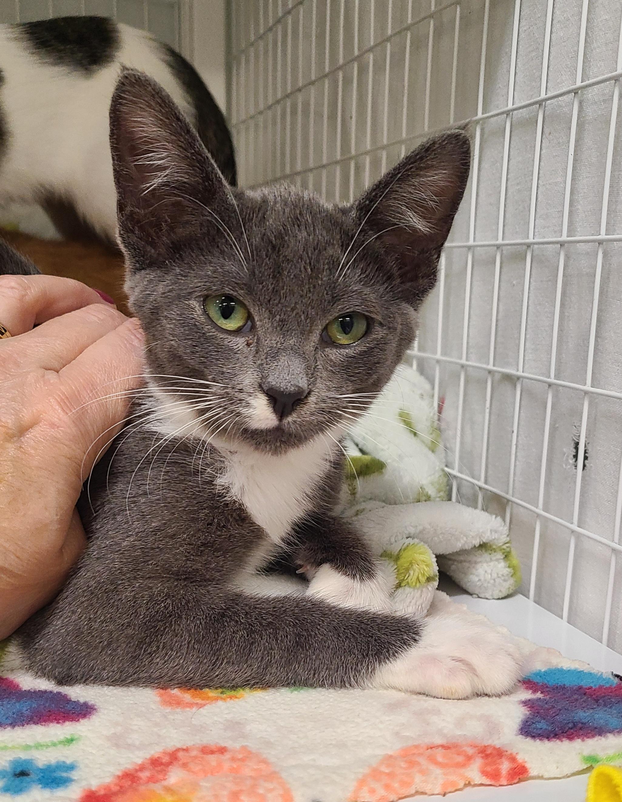 Enlarge Boots, Cheeto, Pickled and Tippy, an adoptable Domestic Short Hair in Kirkland, WA image 6/6