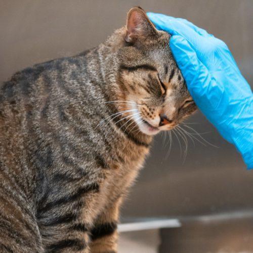 Bam Bam, Adoptable, Young Male Domestic Short Hair & Tabby.