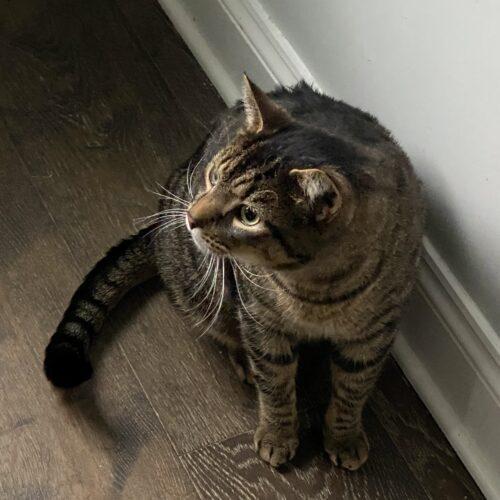 Bam Bam, a Adoptable mixed breed in Gaithersburg, MD image 2/5