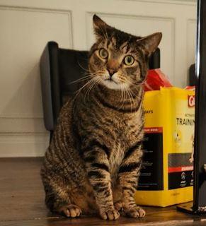 Bam Bam, Adoptable, Young Male Domestic Short Hair & Tabby.