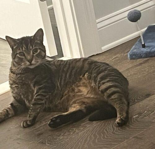 Enlarge Bam Bam, a Adoptable mixed breed in Gaithersburg, MD image 3/5