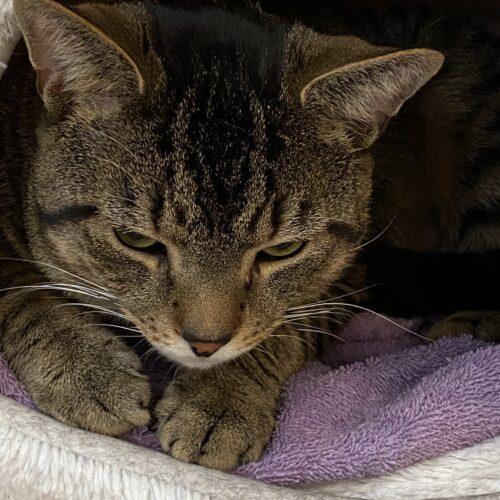 Enlarge Bam Bam, a Adoptable mixed breed in Gaithersburg, MD image 4/5