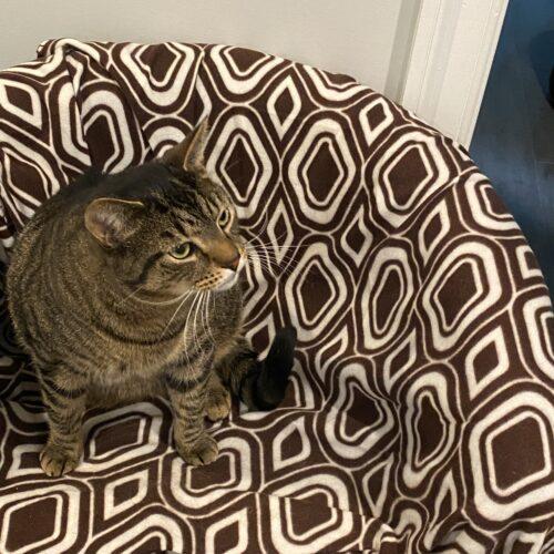 Enlarge Bam Bam, a Adoptable mixed breed in Gaithersburg, MD image 5/5