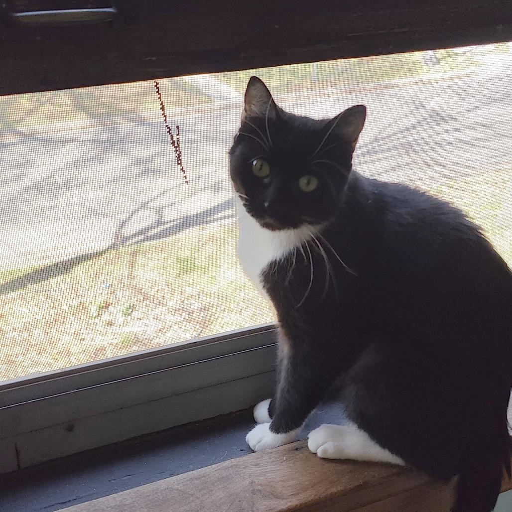 Cecelia Ophelia, Adoptable, Young Female Domestic Short Hair.