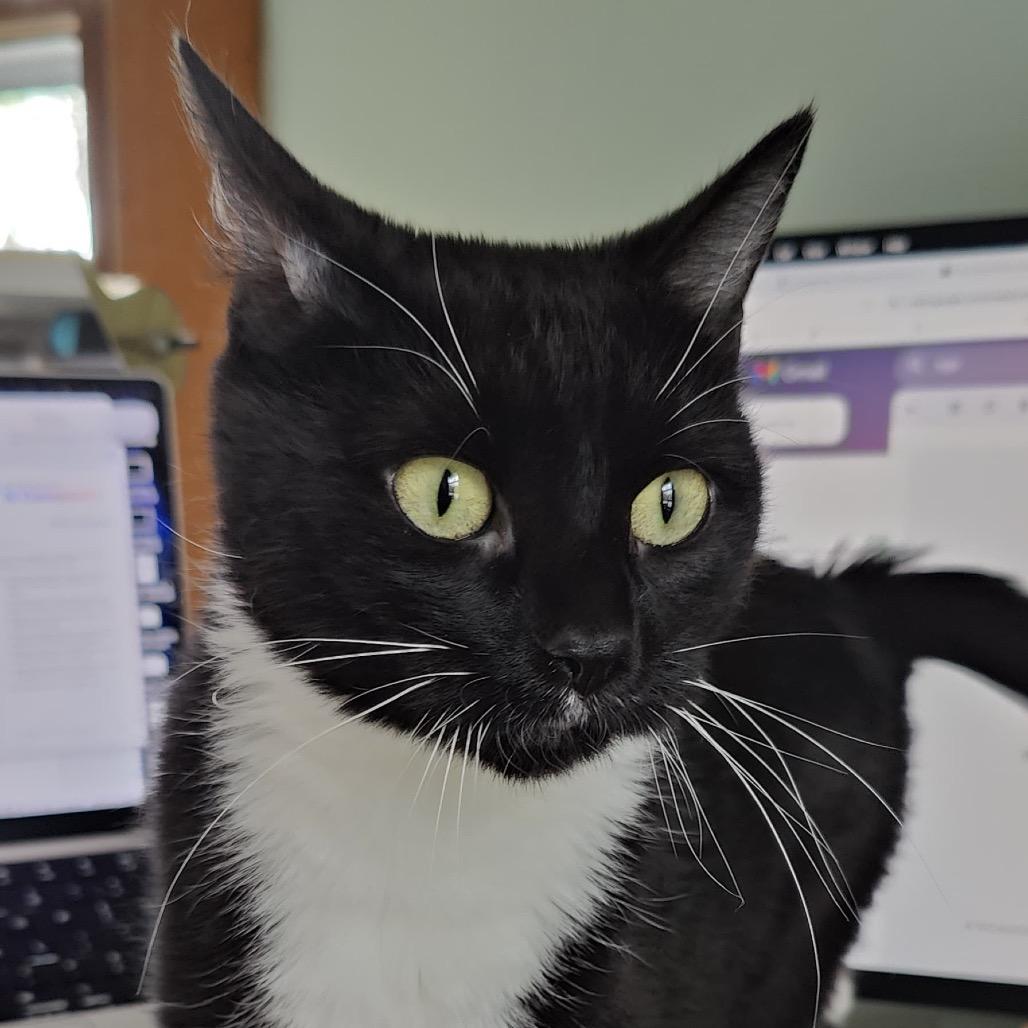 Enlarge Cecelia Ophelia, a Adoptable Domestic Short Hair in St. Paul, MN image 2/4