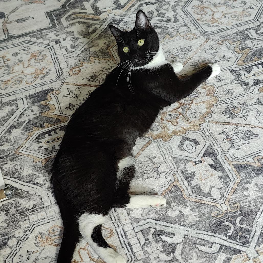 Enlarge Cecelia Ophelia, a Adoptable Domestic Short Hair in St. Paul, MN image 3/4