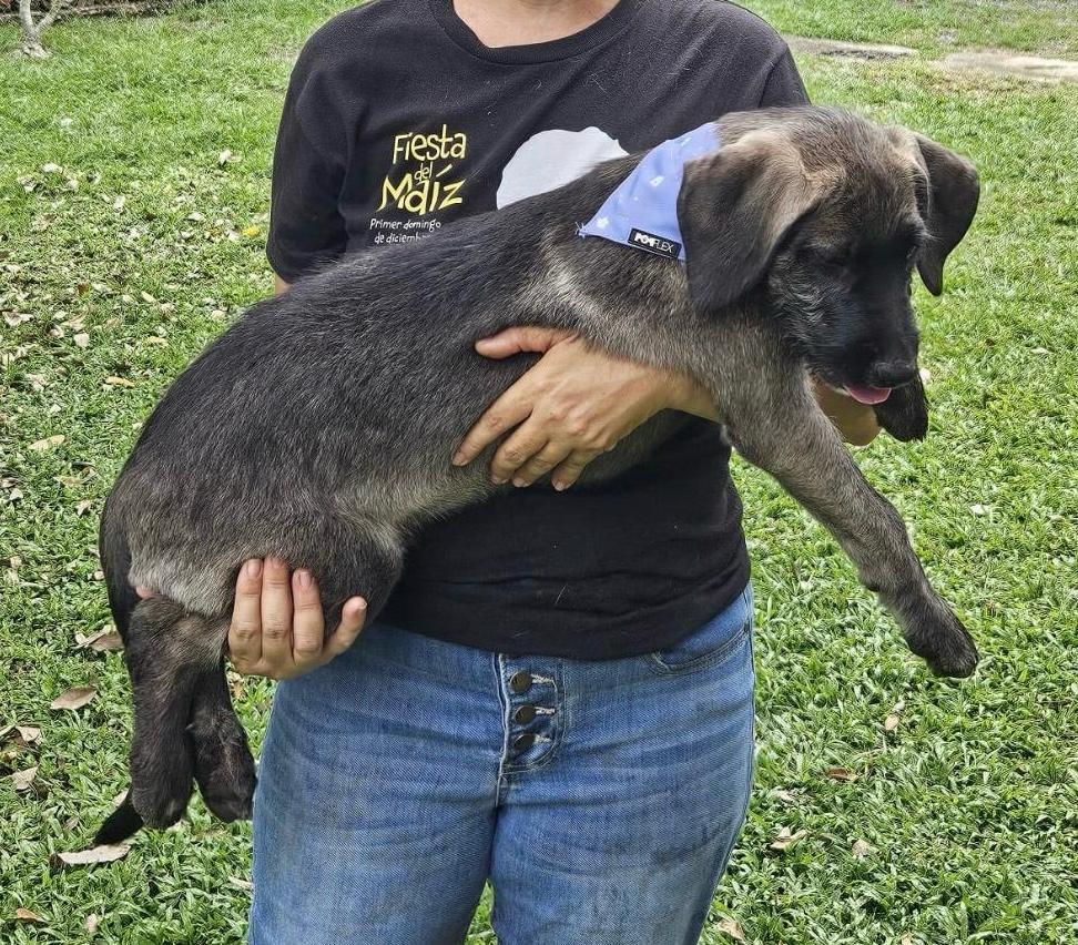 Benny, ADOPTABLE, Young Male Labradoodle.