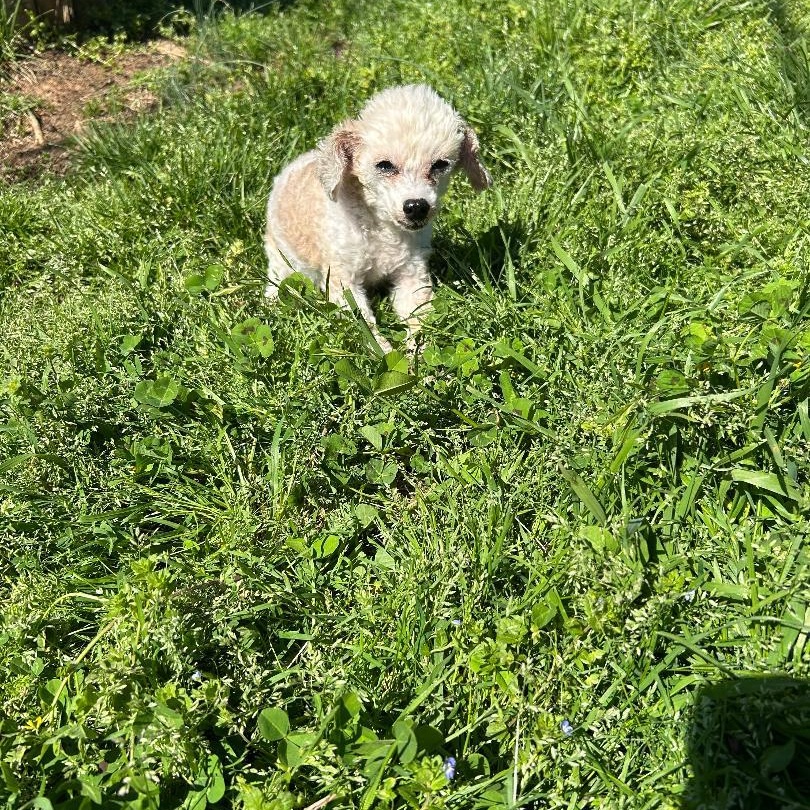 Chloe and Paisley, a ADOPTABLE Miniature Poodle in Lancaster, SC image 2/2