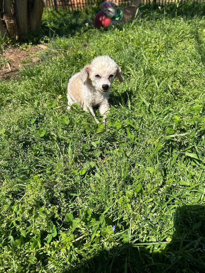 Enlarge Chloe and Paisley, a ADOPTABLE Miniature Poodle in Lancaster, SC image 2/2