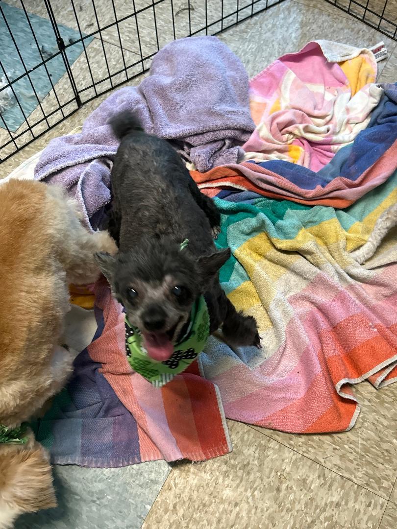Chloe and Paisley, ADOPTABLE, Senior Female Miniature Poodle.