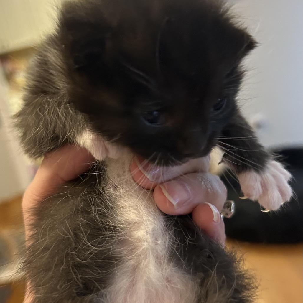 Wake, Adoptable, Kitten Female Domestic Short Hair.
