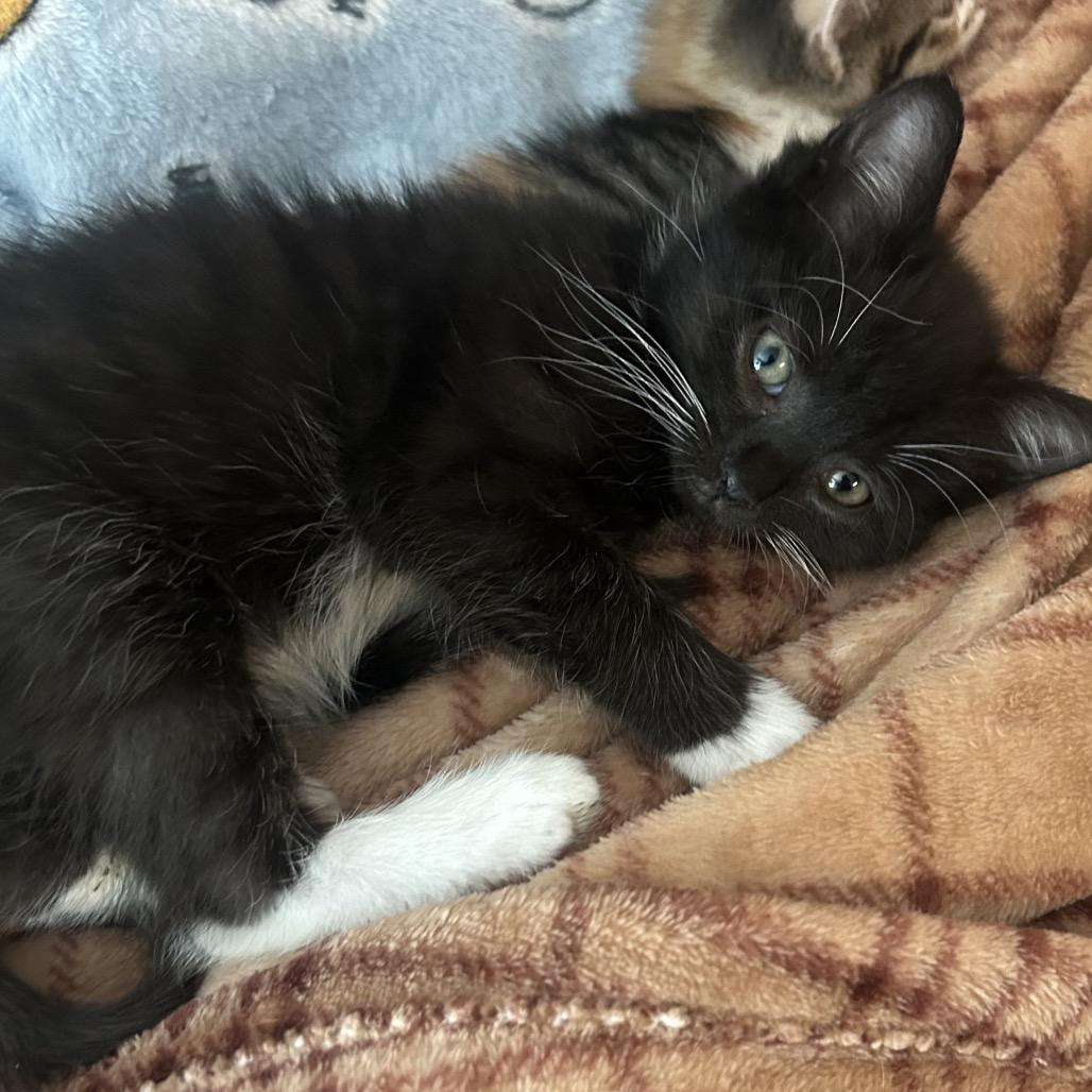 Enlarge Wake, a Adoptable Domestic Short Hair in Winston Salem, NC image 2/2