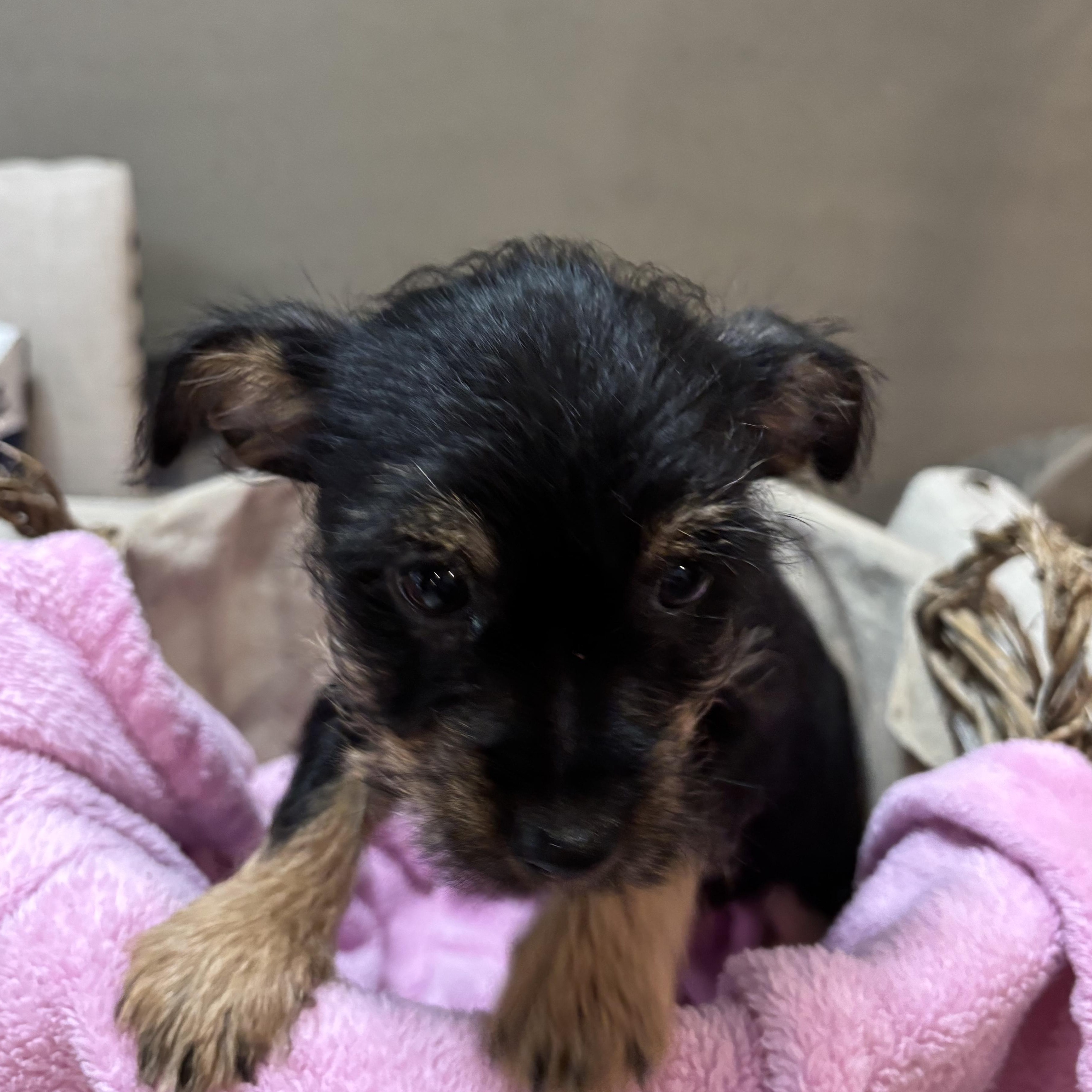 Yorkie-Chih puppy!, adopted, Puppy Female Yorkshire Terrier & Chihuahua.