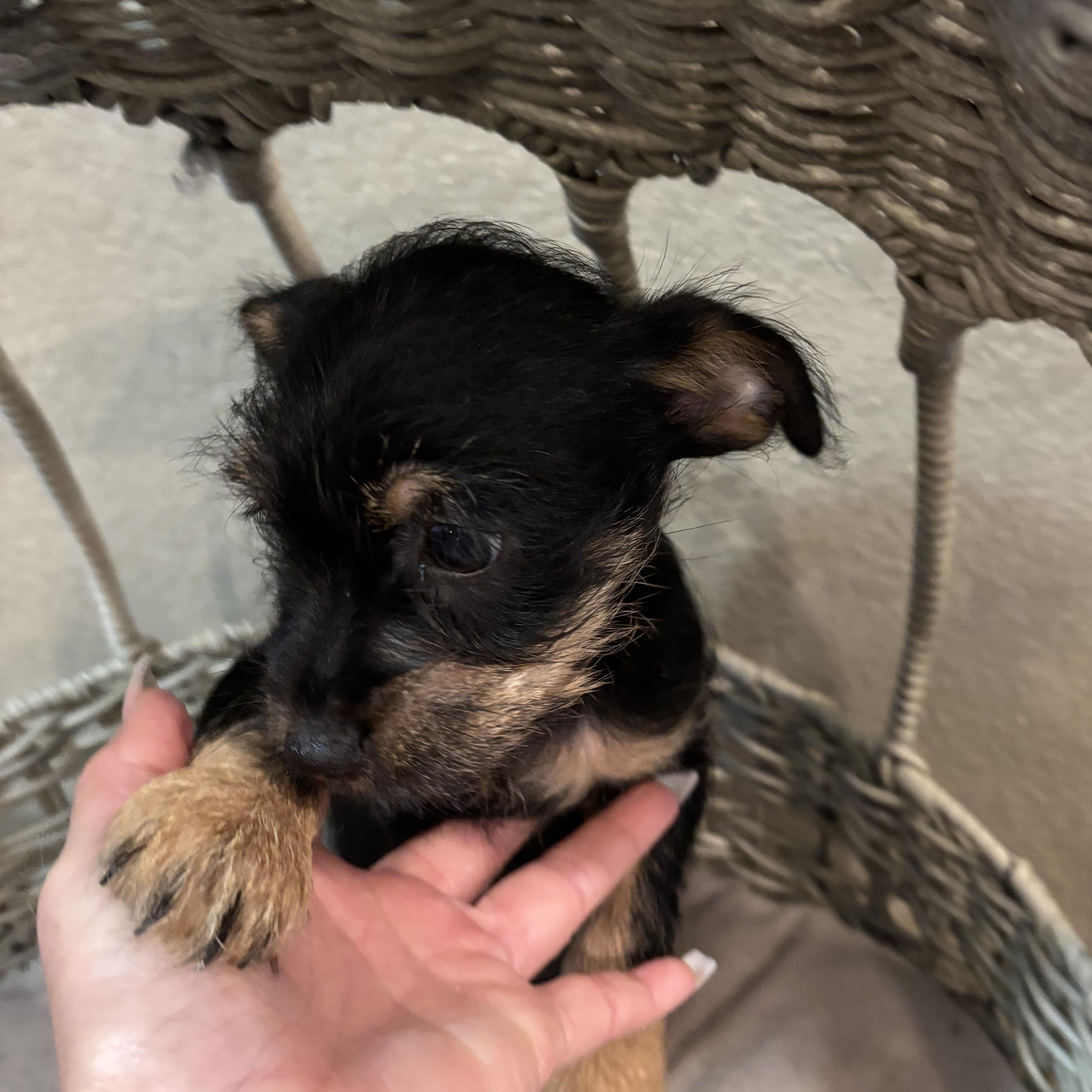 Enlarge Yorkie-Chih puppy!, an adopted mixed breed in Rowlett, TX image 2/4