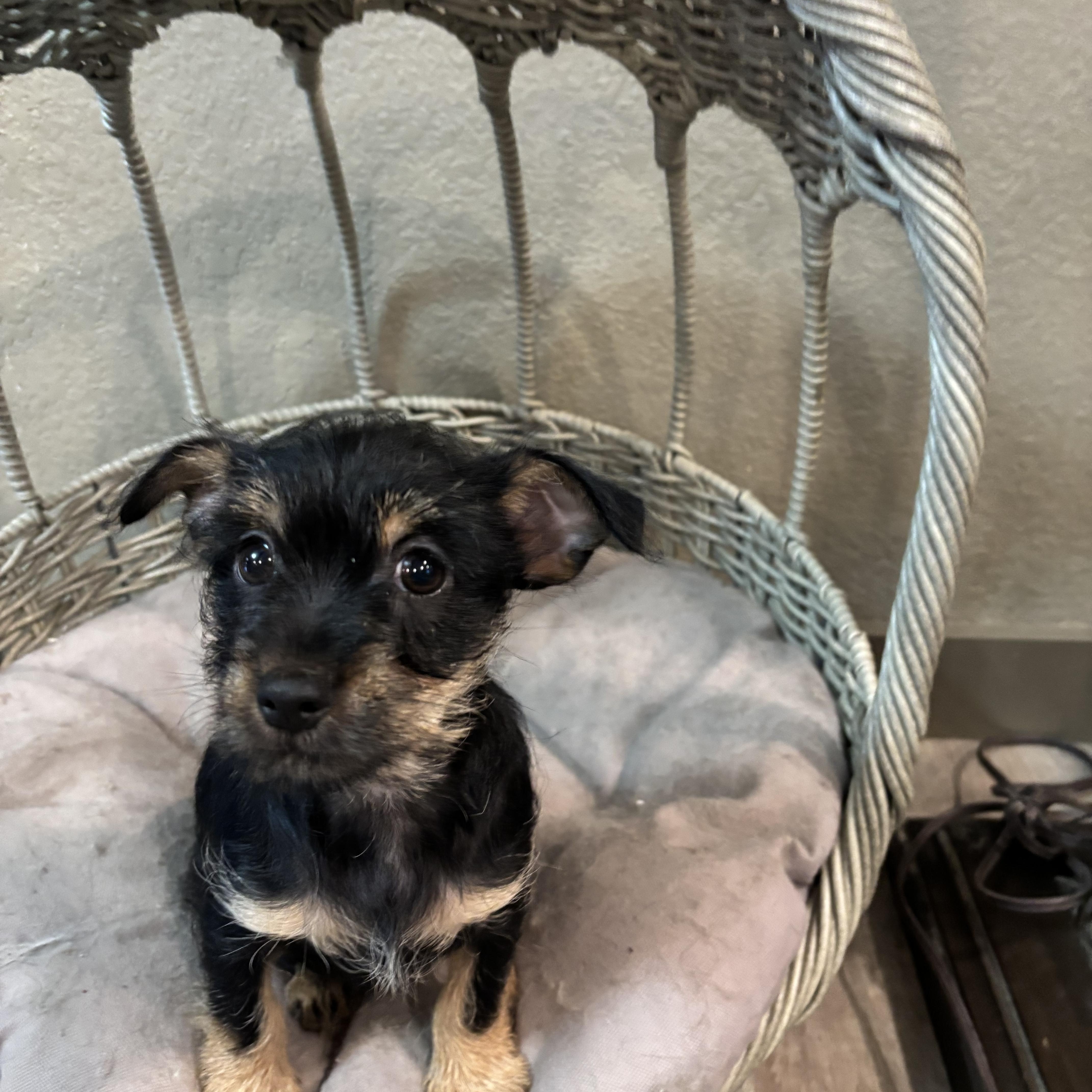 Enlarge Yorkie-Chih puppy!, an adopted mixed breed in Rowlett, TX image 4/4