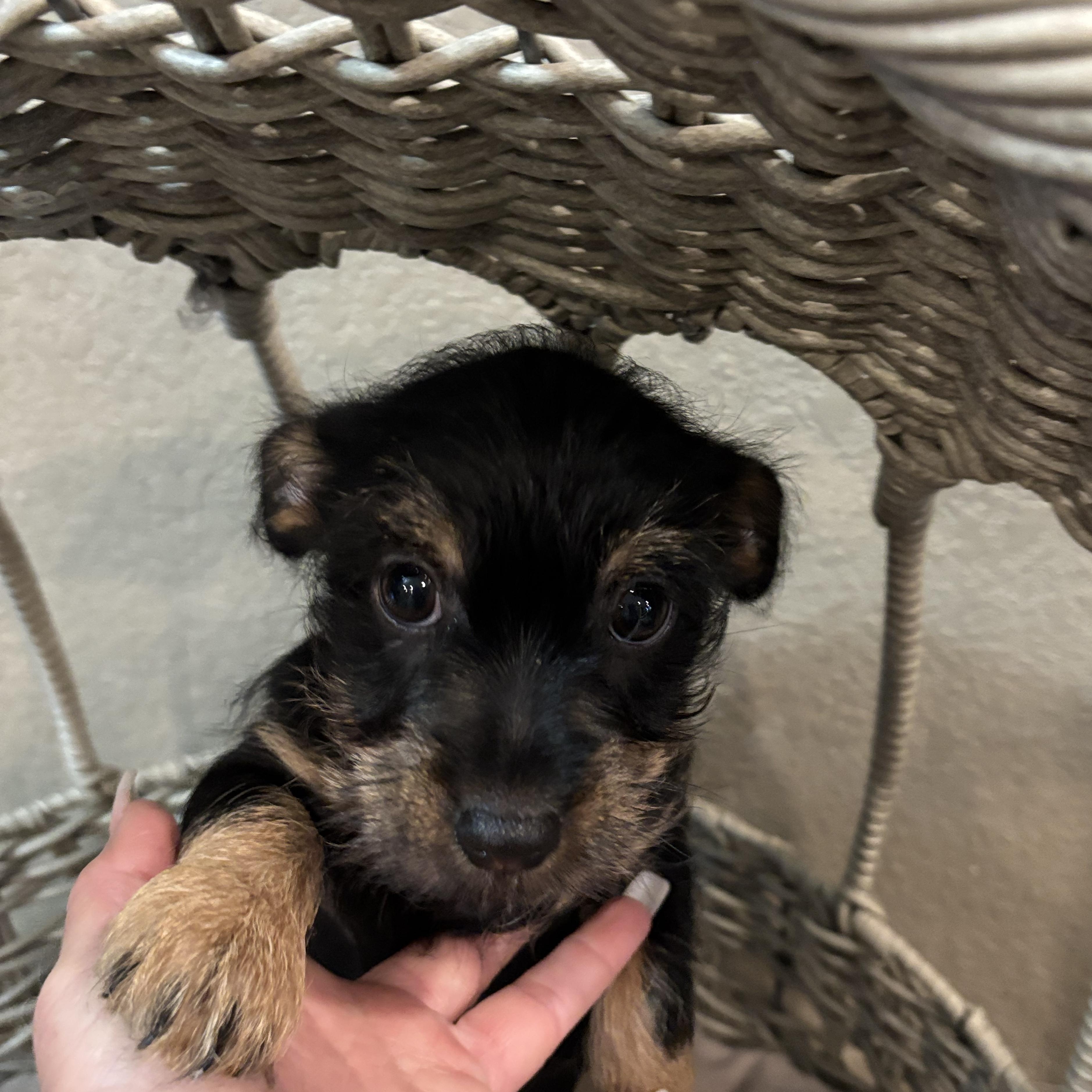 Enlarge Yorkie-Chih puppy!, an adopted mixed breed in Rowlett, TX image 3/4