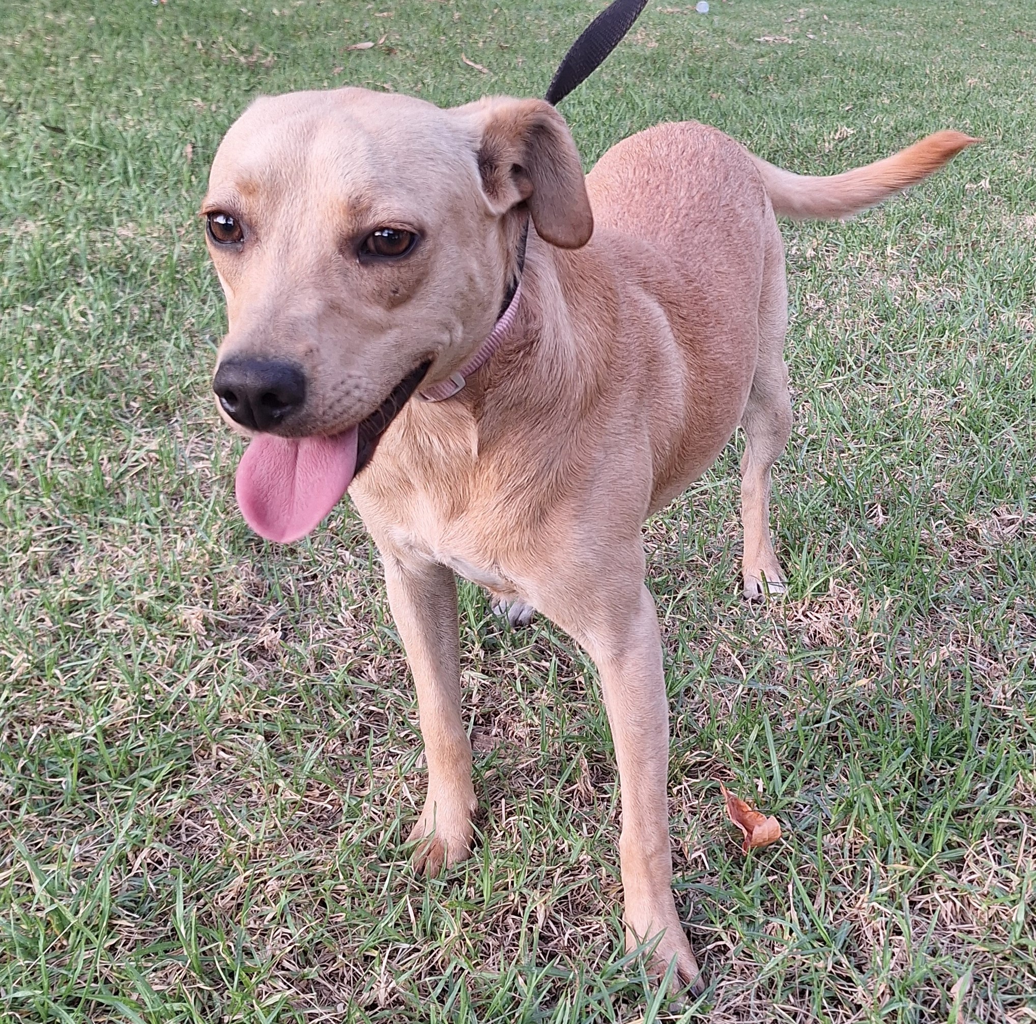 Enlarge Bailey, a Adoptable mixed breed in San Diego, CA image 2/6