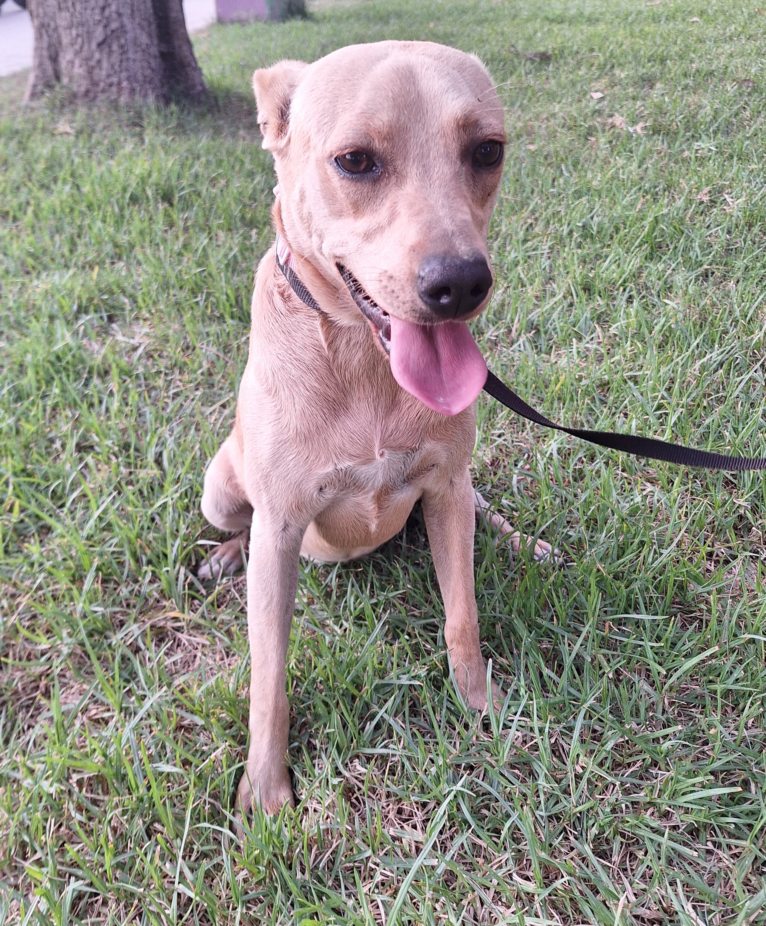 Enlarge Bailey, a Adoptable mixed breed in San Diego, CA image 3/6