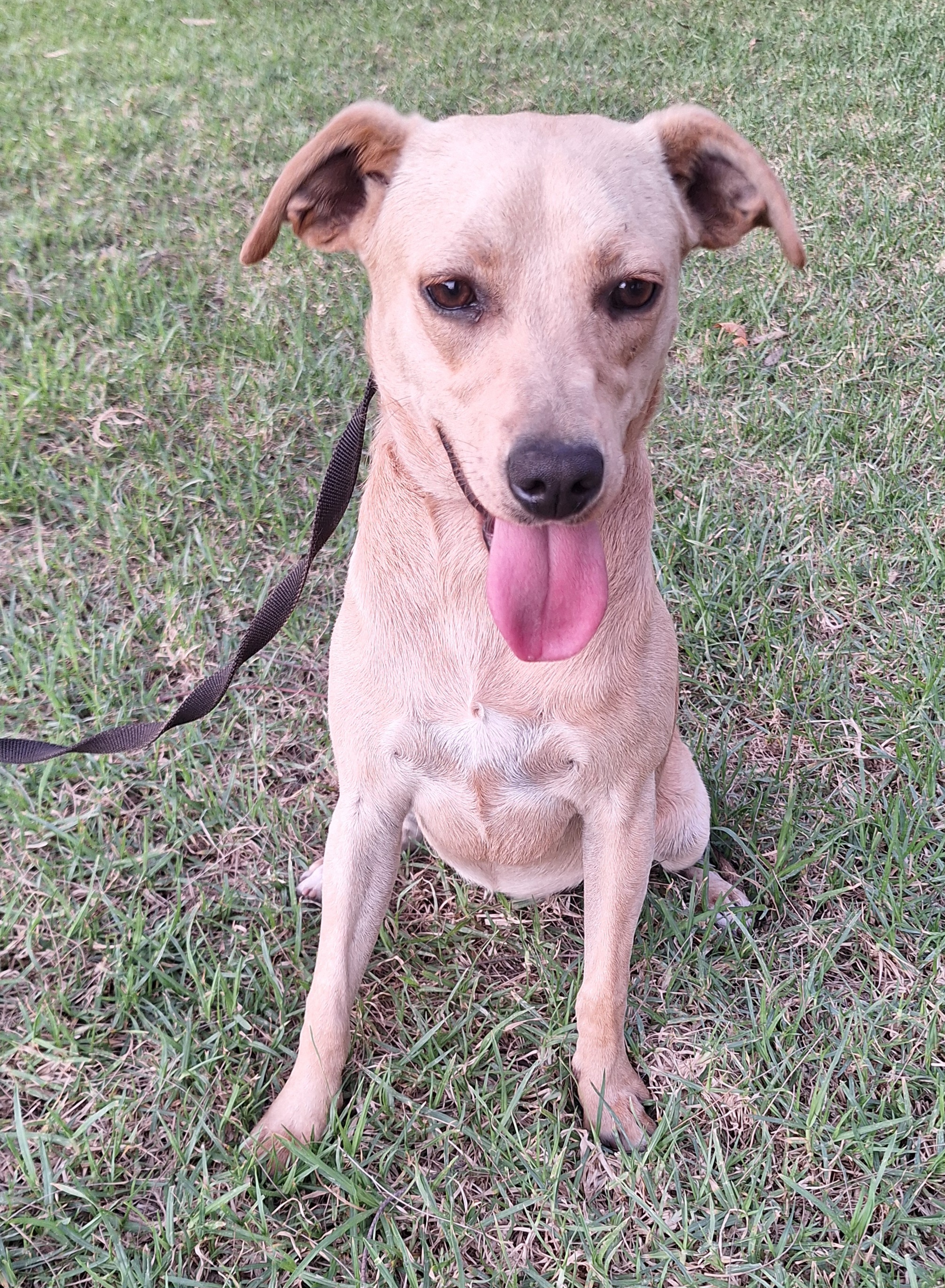 Enlarge Bailey, a Adoptable mixed breed in San Diego, CA image 5/6