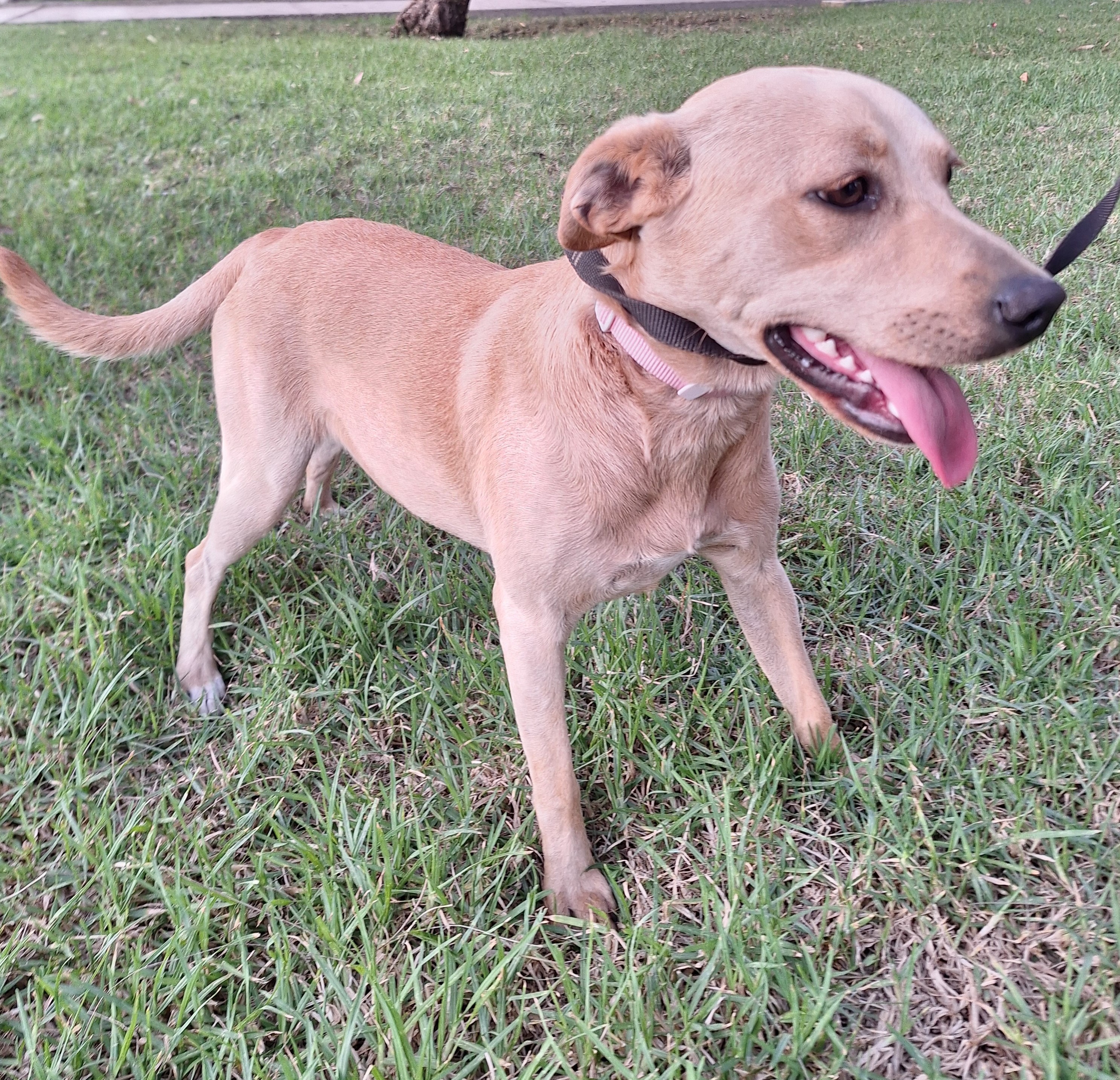 Enlarge Bailey, a Adoptable mixed breed in San Diego, CA image 4/6