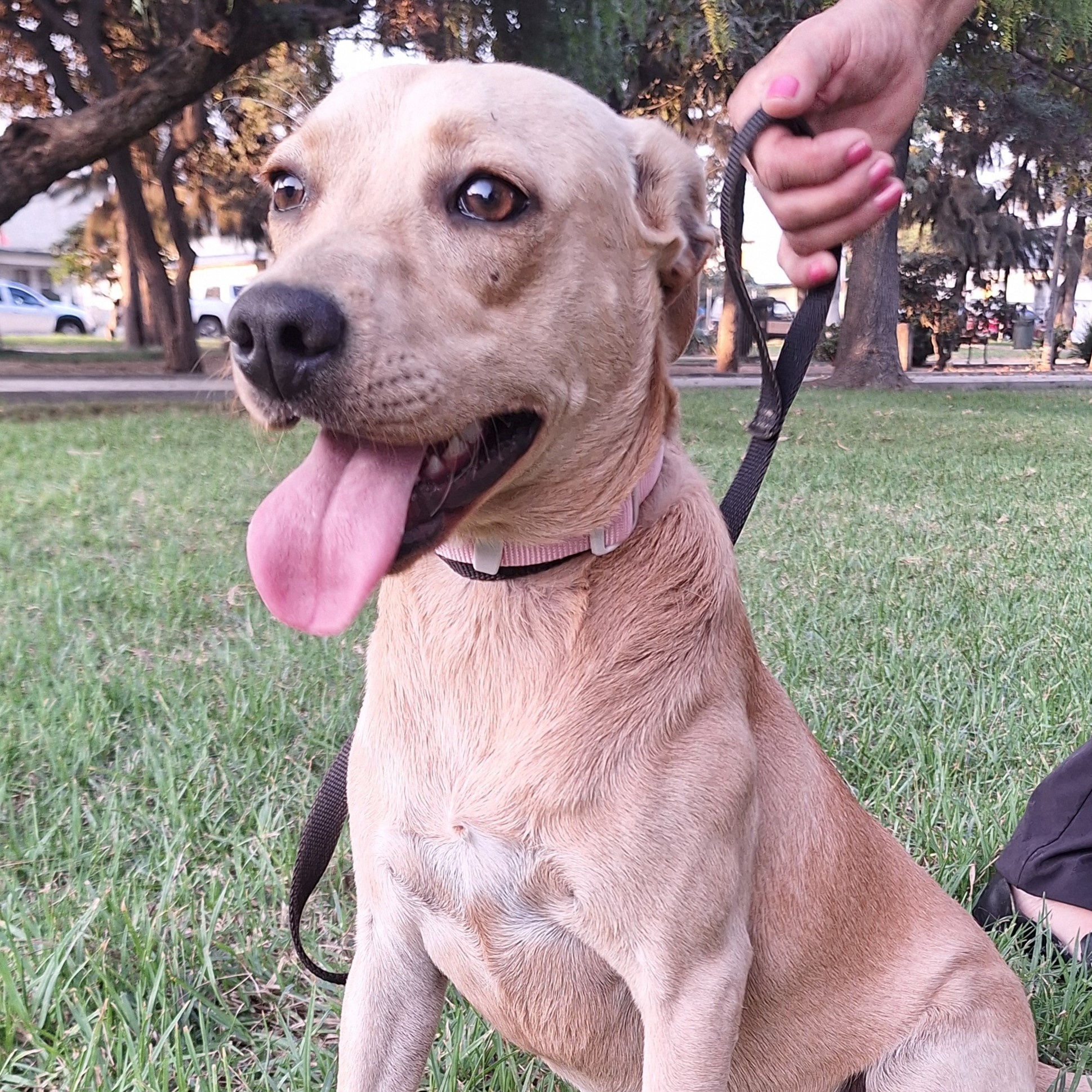 Enlarge Bailey, a Adoptable mixed breed in San Diego, CA image 1/6