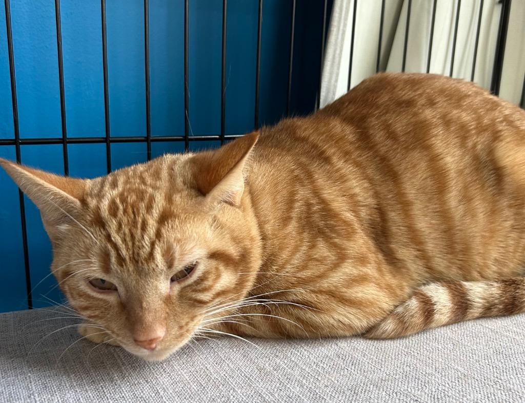 Zeus (Bonded with Thor), Adoptable, Young Male Domestic Short Hair.