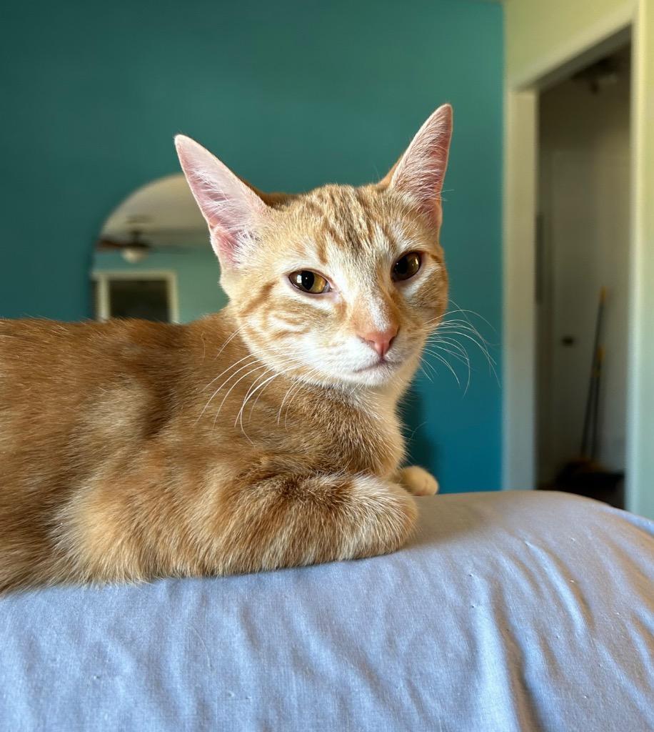 Enlarge Zeus (Bonded with Thor), a Adoptable Domestic Short Hair in Lewisville, TX image 2/5