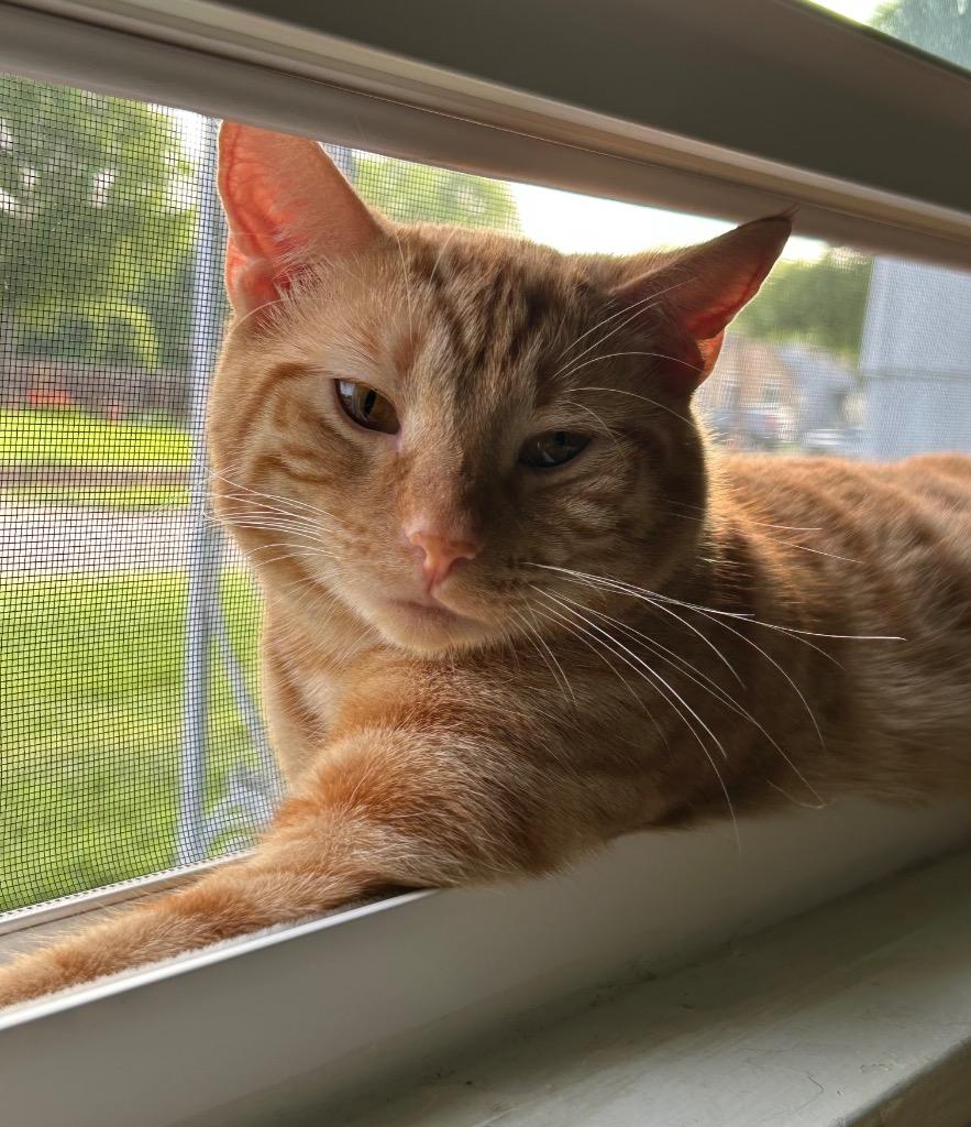 Enlarge Zeus (Bonded with Thor), a Adoptable Domestic Short Hair in Lewisville, TX image 4/5