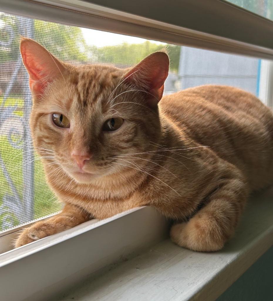 Enlarge Zeus (Bonded with Thor), a Adoptable Domestic Short Hair in Lewisville, TX image 5/5