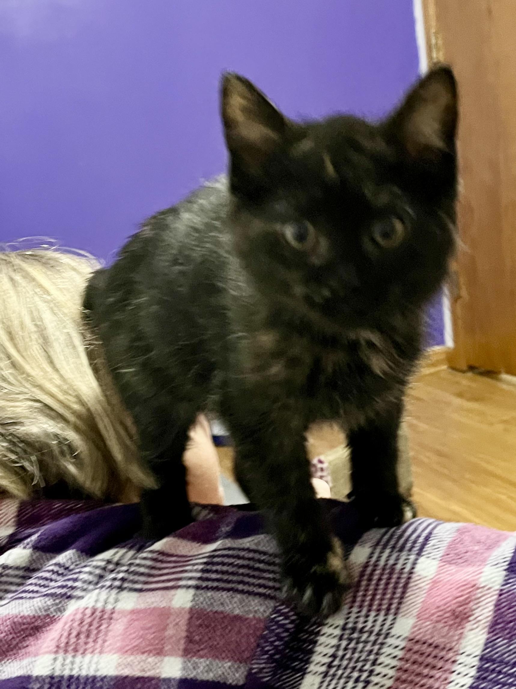 Enlarge MaryAnn, a ADOPTABLE Domestic Short Hair in Faribault, MN image 2/2