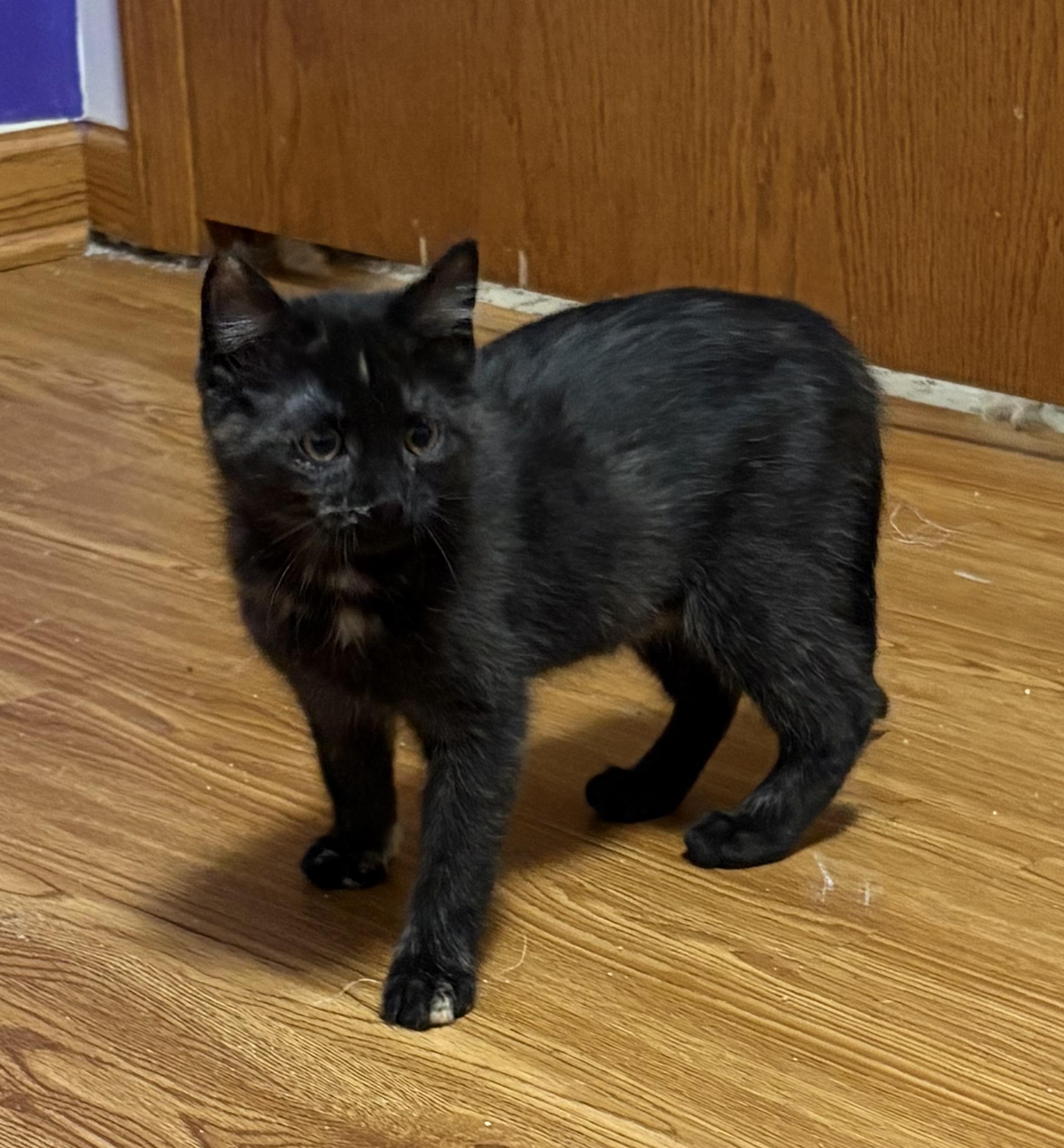 Enlarge MaryAnn, a ADOPTABLE Domestic Short Hair in Faribault, MN image 1/2